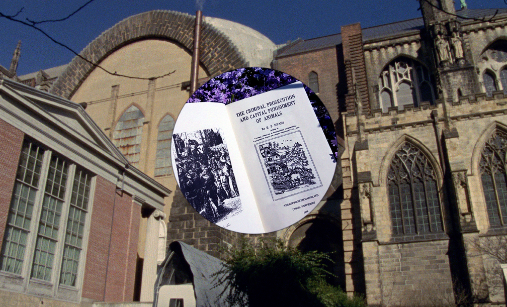 Image: Bambitchell, video still Bugs and Beasts Before the Law, 2019. Courtesy the artist. Production Support provided by Mercer Union, Toronto and Henry Art Gallery, Seattle.